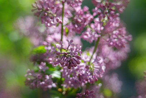 Lila Bloesems, Lila Bloemen