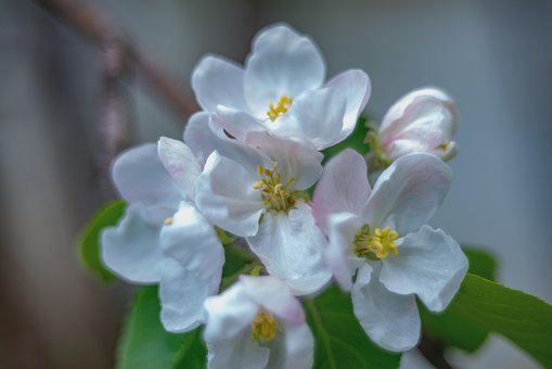 Appelbloesems, Apple Bloemen, Appelboom