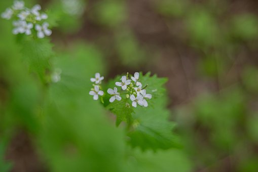 Bloemen, Wilde Bloemen