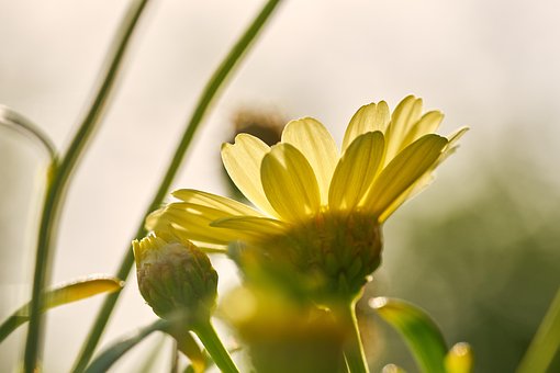 Floare, Margaretă, Plantelor, Mugur