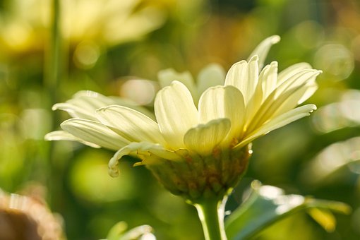 Margaretă, Floare Galbenă, Floare