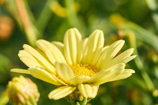 Margaretă, Floare Galbenă
