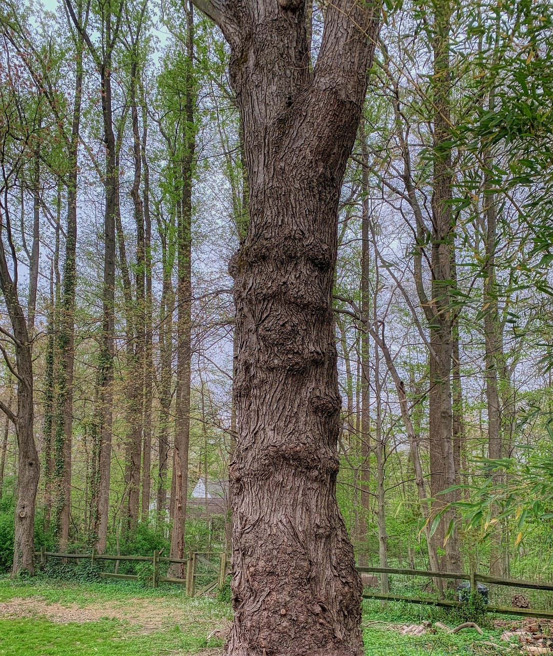 Tronco De Árvore Porta-Malas Relva - Foto gratuita no Pixabay - Pixabay