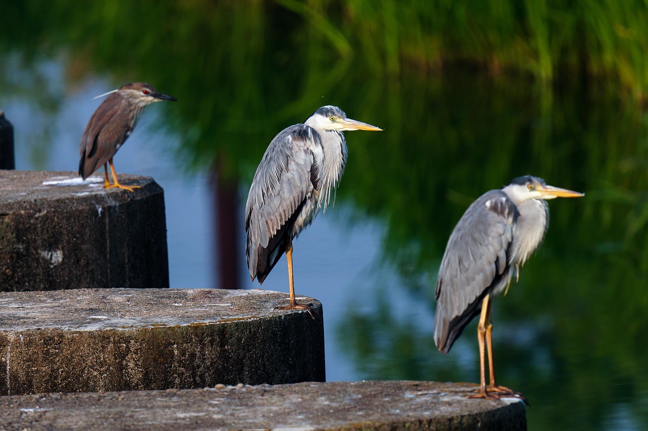 Garzas Comunes Aves Animales - Foto gratis en Pixabay - Pixabay