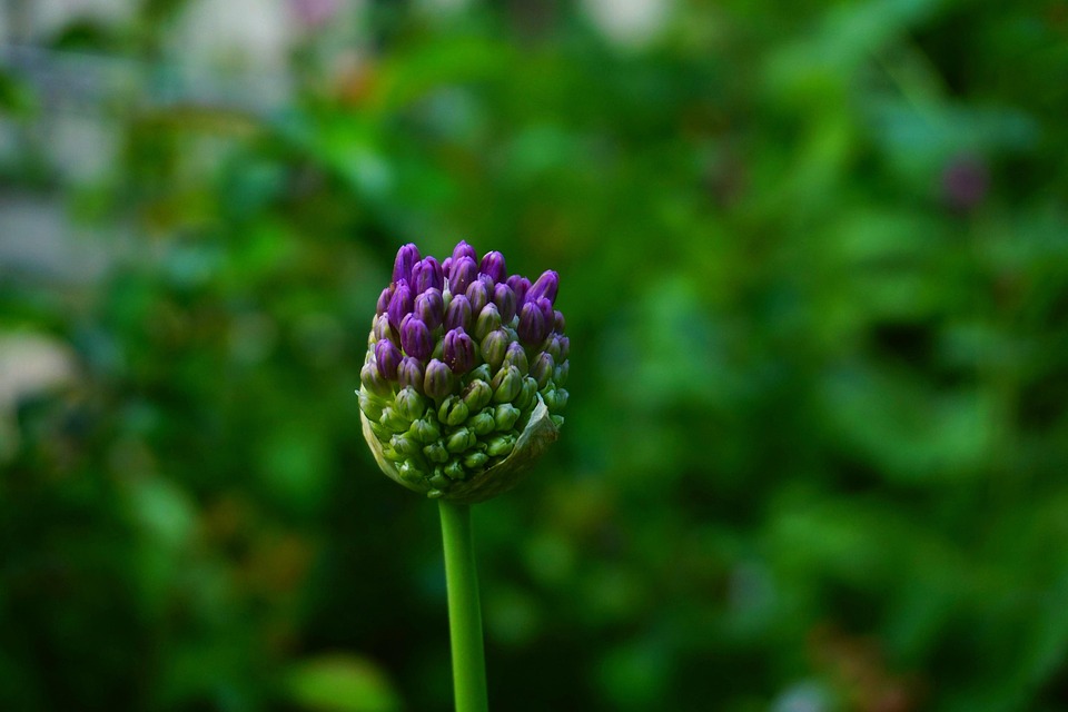 Ornamental Onion Flower Bud Purple Free photo on Pixabay