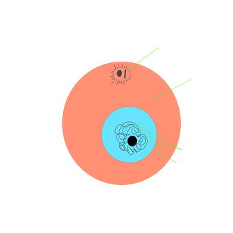 Interfase, Célula, Biologia