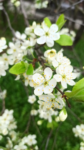Kirsche, Blumen, Blühen, Makro, Blühend