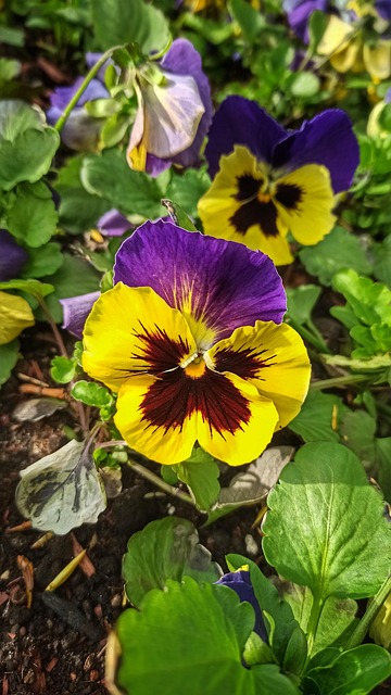 Blume, Stiefmütterchen, Gelb, Lila