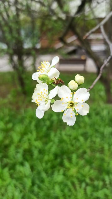 Makro, Blume, White, Frische, Blühen