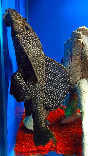 Som, Fisch, Aquarium, Große, Größe, Wels