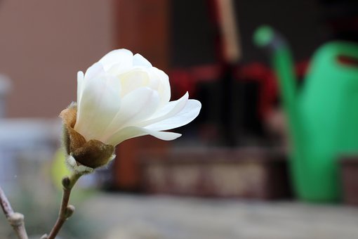 Free Magnolia Spring photo and picture