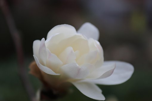 Free Magnolia Spring photo and picture