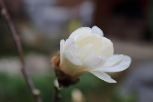 Free Magnolia Flower Wallpaper photo and picture