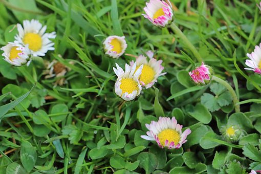 Free Bellis Perennis Daisy photo and picture