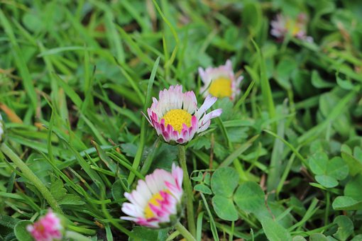 Free Daisies Flowers photo and picture