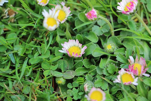 Free Daisies Flowers photo and picture