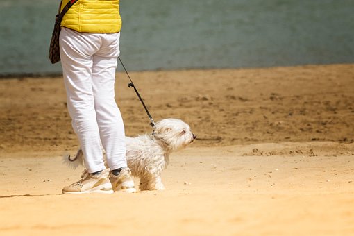 Hund, Gå, Dyr, Kæledyr, Hav, Strand