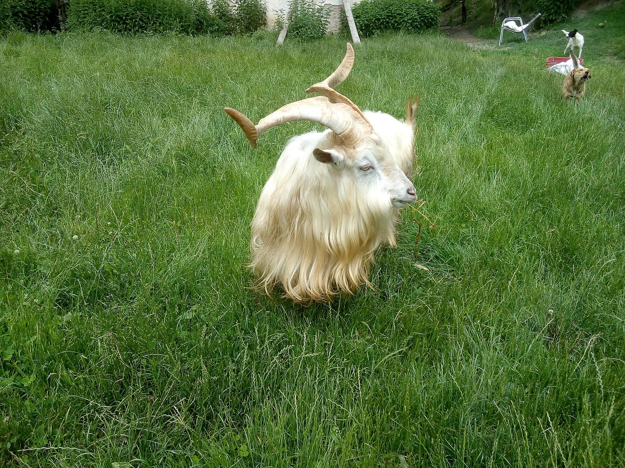 Goat Cuernos Foto gratis en Pixabay Pixabay