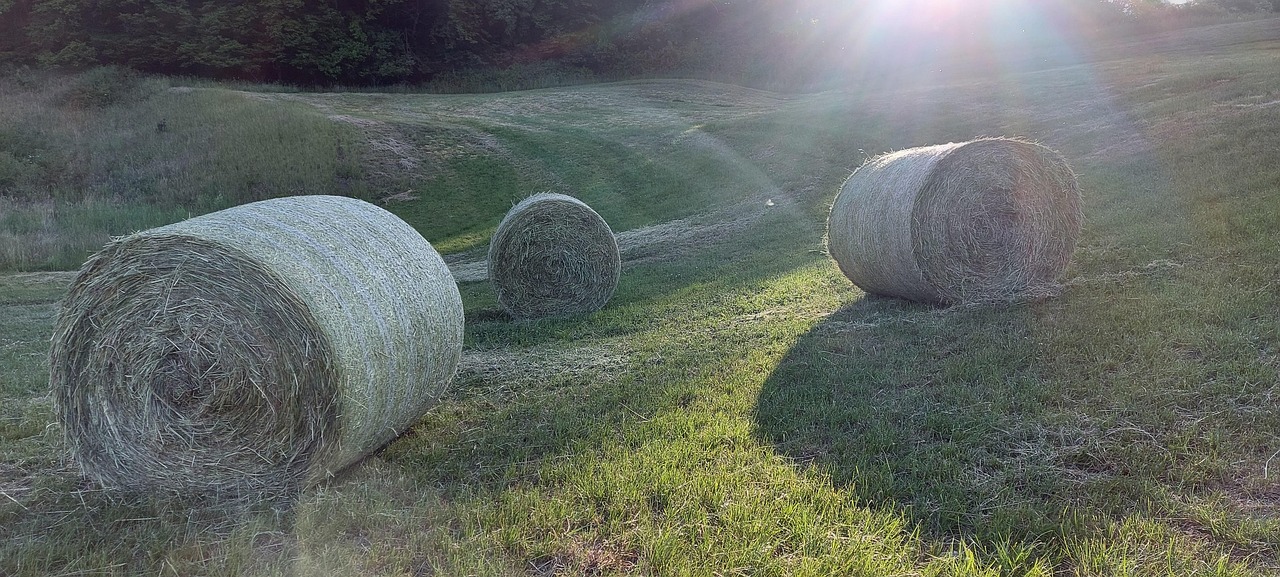 Hay Bales Forest Free photo on Pixabay Pixabay