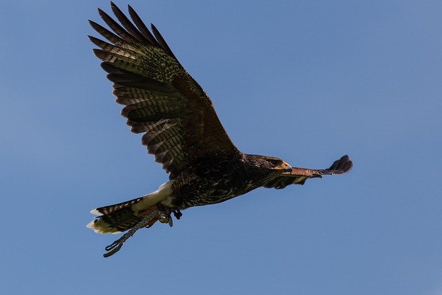 Free Bird Desert Buzzard photo and picture