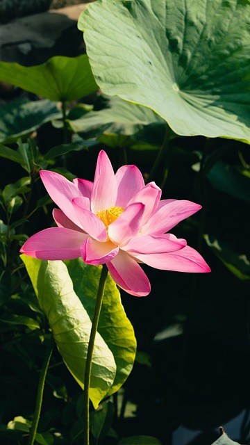 Bloem, Bloem Achtergrond, Plantaardige
