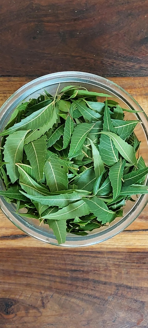 印楝 印楝树叶 草药 - Pixabay上的免费照片 - Pixabay