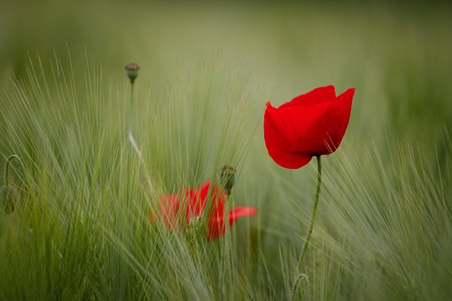 Blomster, Blomst Bakgrunn, Valmue, Hvete