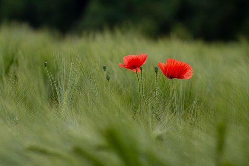 Blomster, Valmue, Natur, Feltet