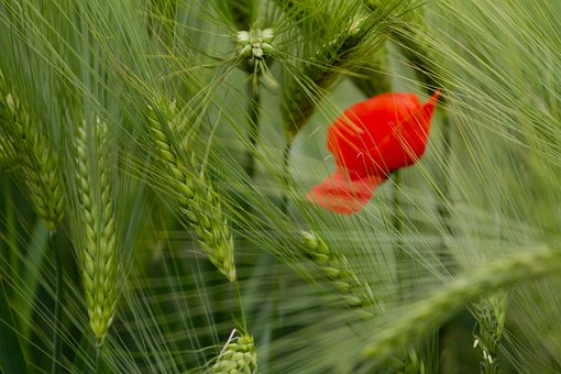 Blomst, Blomst Tapet, Vakre Blomster