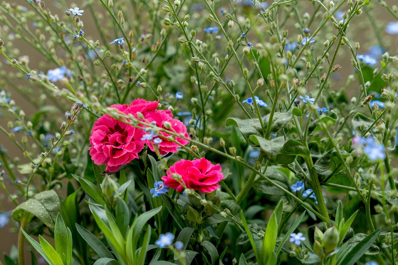 Rosa Rosen Pinke Blumen Strauß - Kostenloses Foto auf Pixabay - Pixabay
