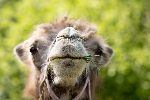 Free Bactrian Camel Camel photo and picture