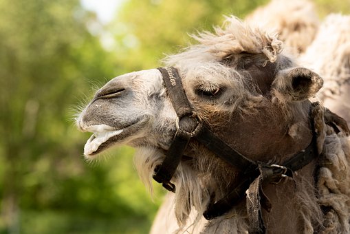 Free Bactrian Camel Camel photo and picture