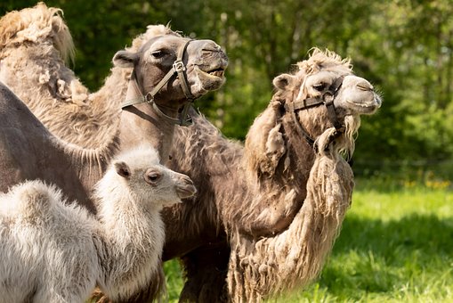 Free Bactrian Camels Camels photo and picture