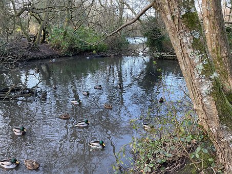 Free Ducks Duck photo and picture
