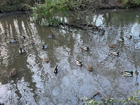 Free Ducks Nature photo and picture