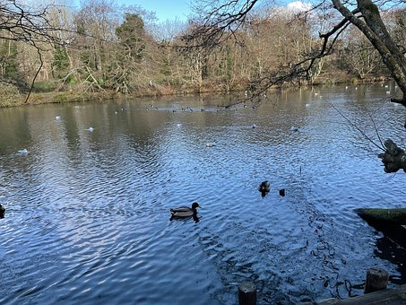 Free Pond Ducks photo and picture