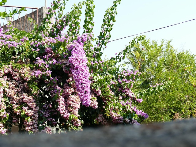 Blumen, Natur, Landschaft, Grün, Blätter