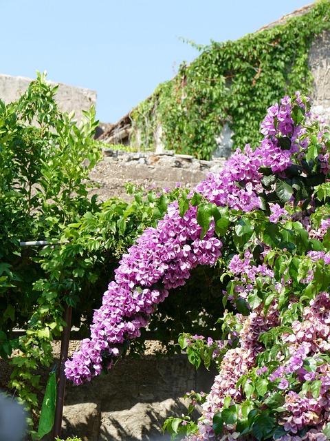 Blumen, Natur, Landschaft, Grün, Blätter