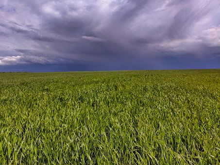 Free Millet Field photo and picture