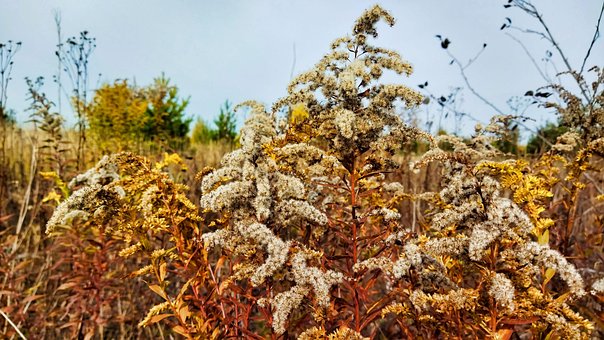 Free Canadian Goldenrod Goldenrod photo and picture