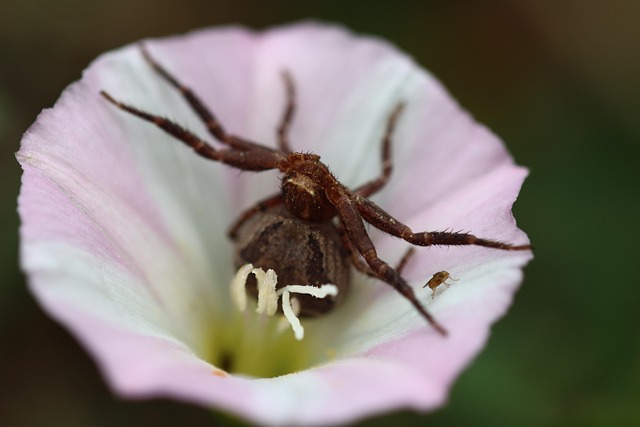 Flor Aranha Inseto - Foto gratuita no Pixabay - Pixabay