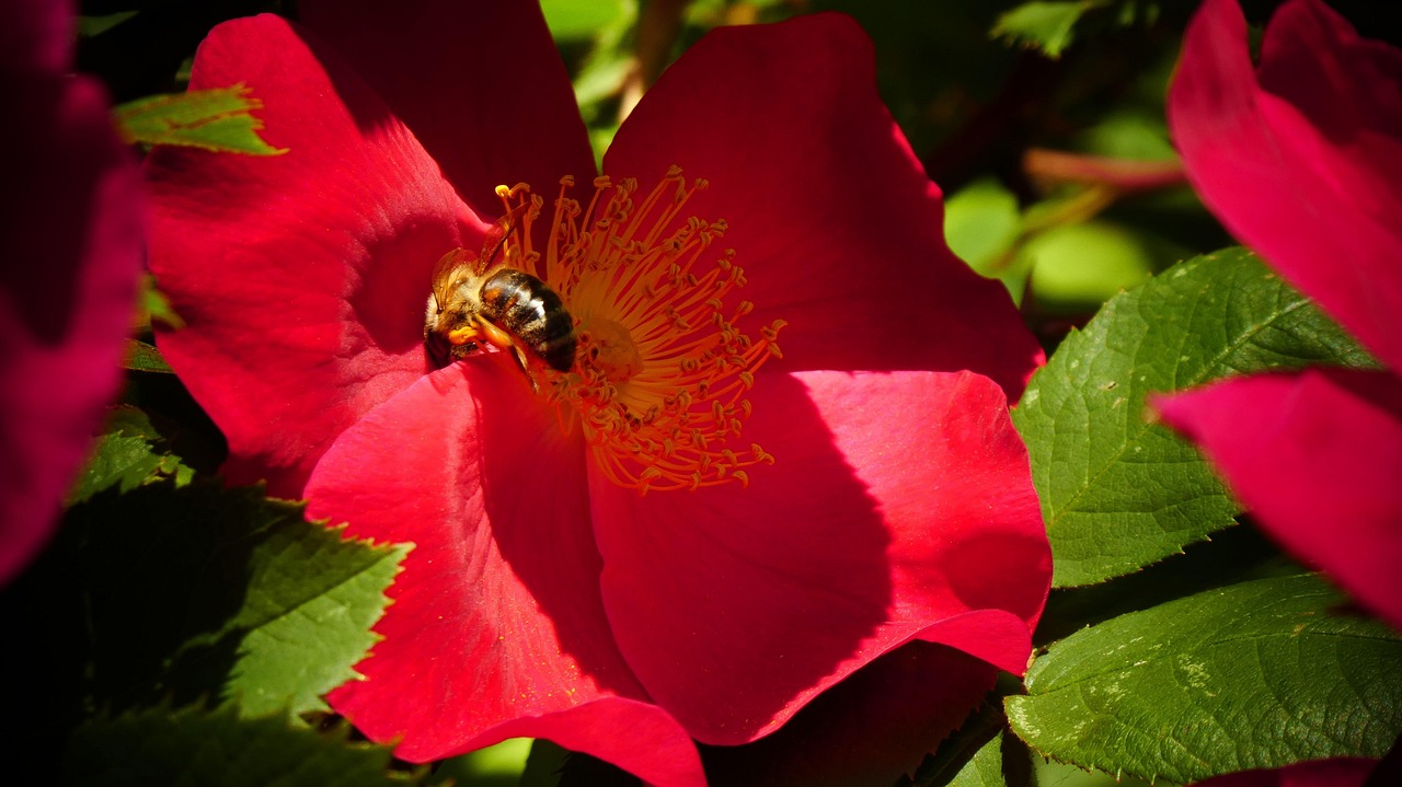 Dog Rose Bee Pollination Rosa Free photo on Pixabay Pixabay