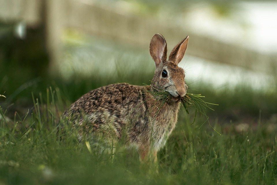 ワタオウサギ ウサギ バニー - Pixabayの無料写真 - Pixabay