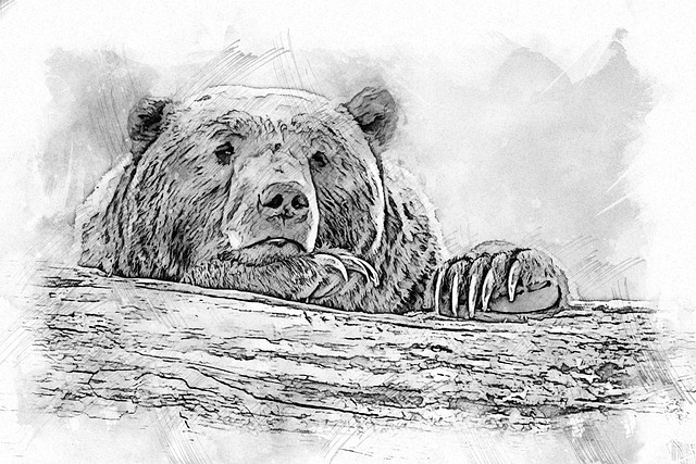 Free bear grizzly animal illustration