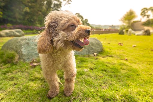 Caniche, Perro, Feliz, Mascota, Animal
