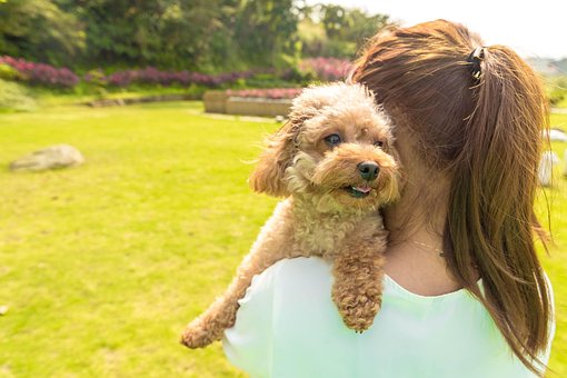 Caniche, Perro, Feliz, Mascota, Animal