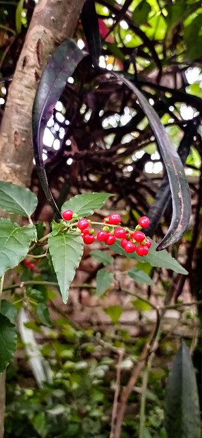 Free Rivina Humilis photo and picture