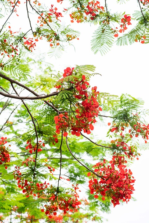 Phoenix Flower Flowers Tree - Free photo on Pixabay