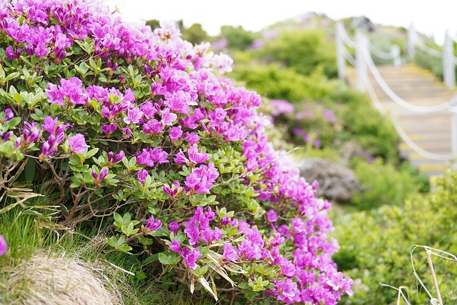 Free Flowers Bloom photo and picture
