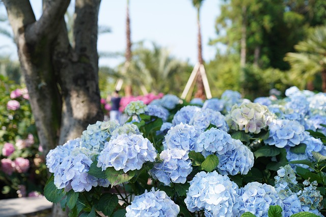 Free Hydrangeas Blue Flowers photo and picture